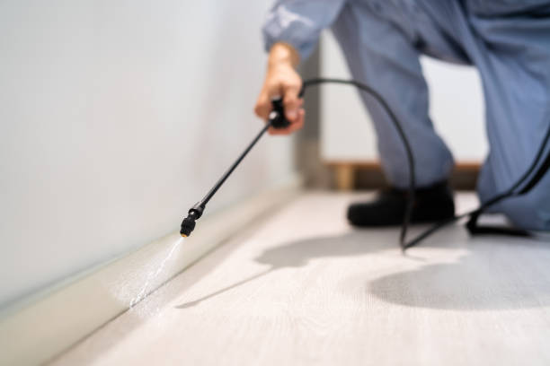 Rodent Entry Point Assessment in Beverly Hills