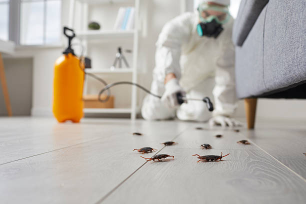 Commercial Rodent Management in Beverly Hills